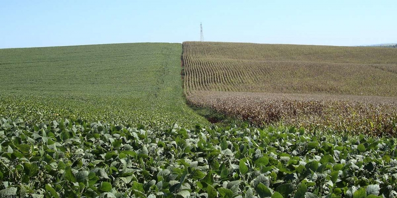 Colheita de soja alcança 27% da área no Rio Grande do Sul; milho chega a 70%