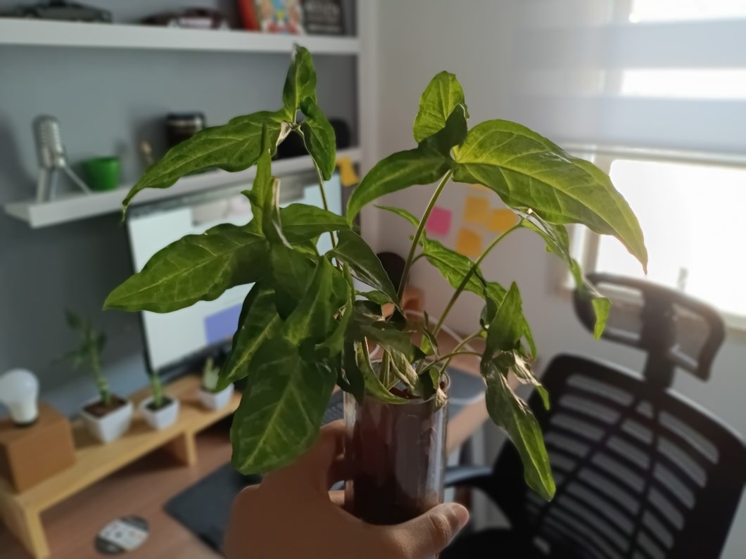 Foto tirada com a câmera principal + sensor de profundidade do Realme 7 5G (Imagem: Darlan Helder/Tecnoblog)