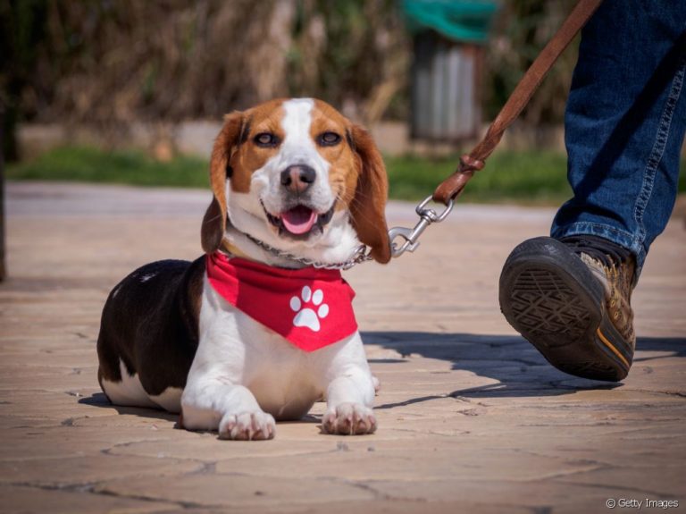 COMO FAZER UMA BANDANA PARA SEU CÃO (Passo a passo e molde)