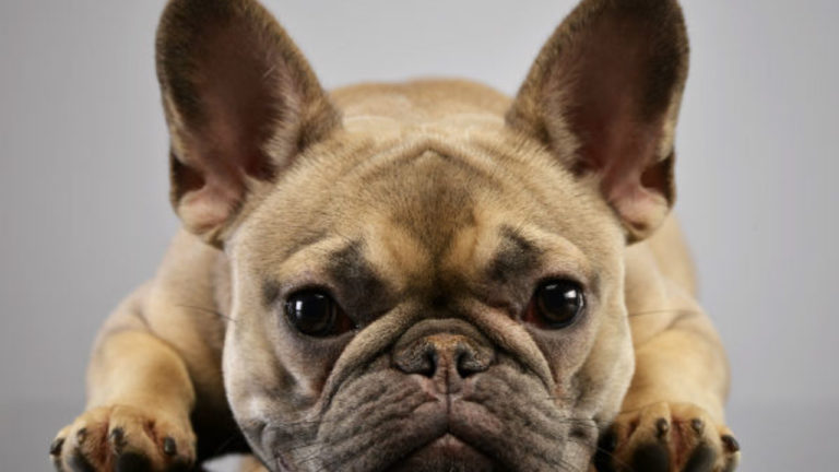 Estudo do Bulldog Francês mostra como a reprodução extremada afetou sua saúde