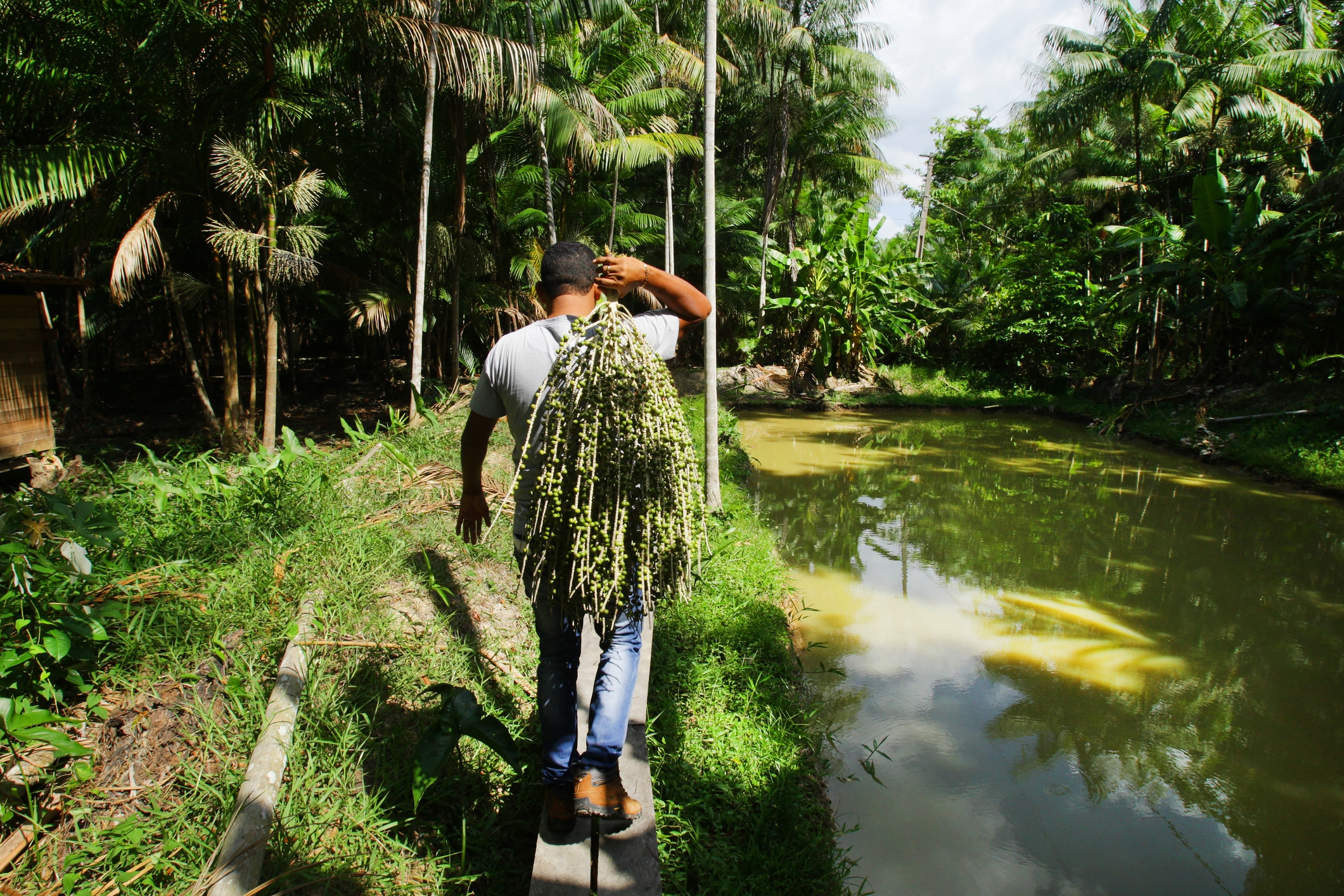 A man works carrying a harvested açai berries in Amazon,Brazil