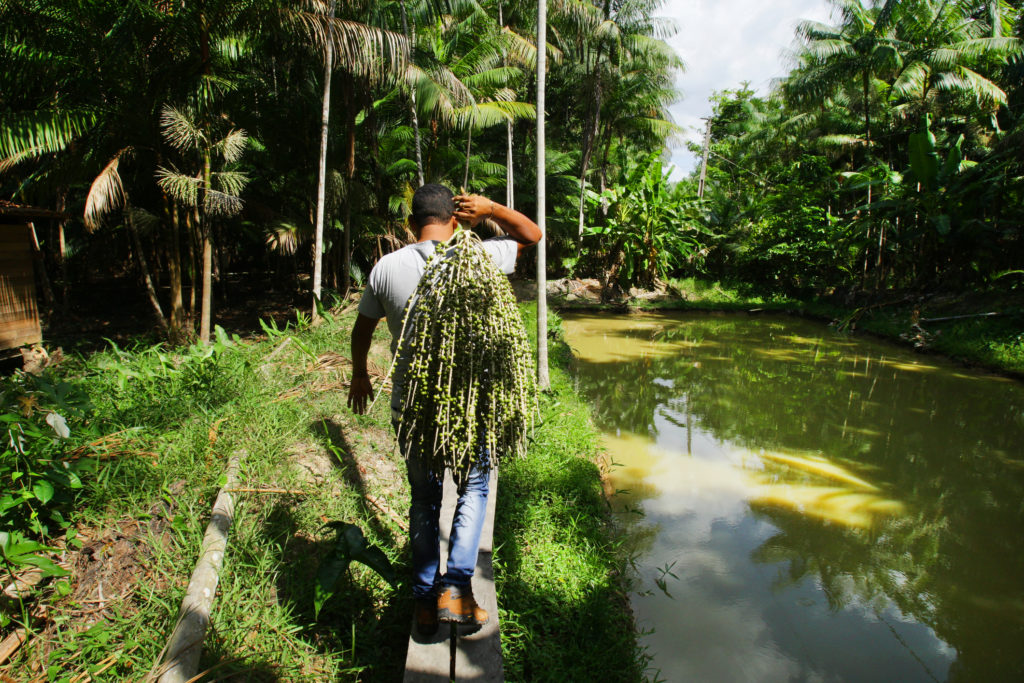 Conheça seis negócios inovadores que atuam na Amazônia