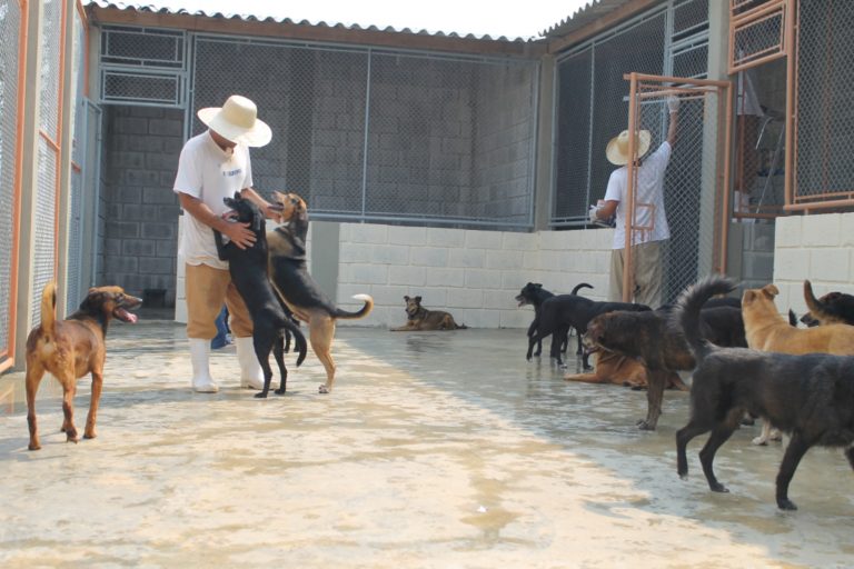 Prisões de SP ganham canis e permitem que presos cuidem de animais que estavam nas ruas