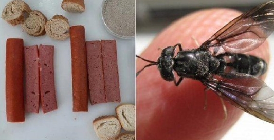 Investigamos a polêmica salsicha feita com extrato de mosca da USP. Descubra a verdade por trás dessa notícia que viralizou.